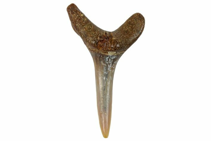 Fossil Sand Tiger Shark Tooth (Carcharias) - Angola #259465